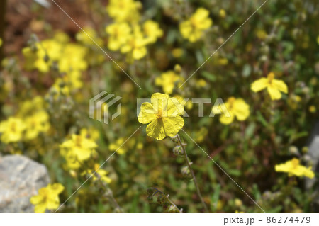 Common rockrose Common rockrose 86274479