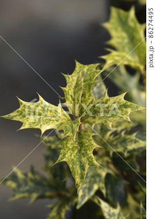 Holly osmanthus Tricolor Holly osmanthus Tricolor 86274495