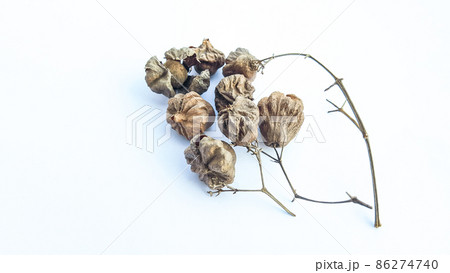 Isolated dried brown teak seeds on white background Isolated dried brown teak seeds on white background 86274740