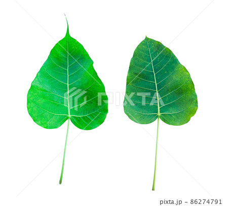 Isolated Ficus Religiosa leaf with clipping paths. Isolated Ficus Religiosa leaf with clipping paths. 86274791