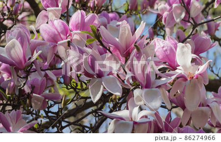 Beautiful magnolia tree blossoms in springtime. Jentle magnolia flower against sunset light. Beautiful magnolia tree blossoms in springtime. Jentle magnolia flower against sunset light. 86274966