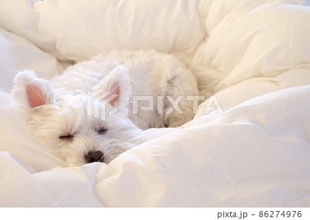 朝日が照らしてる中眠るウエストハイランドホワイトテリア 朝日が照らしてる中眠るウエストハイランドホワイトテリア 86274976