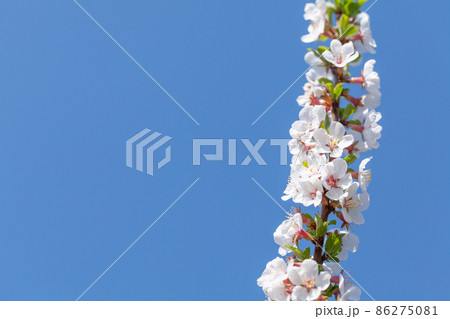 Cherry blossom spring tree in front of blue sky Cherry blossom spring tree in front of blue sky 86275081