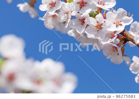 Cherry blossom spring tree in front of blue sky 86275083