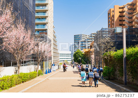 郊外の住宅地 桜が咲く通学路 郊外の住宅地 桜が咲く通学路 86275237