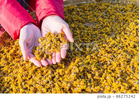 Shot of someone hands holding dry Chrysanthemum flowers leaves on hands during sunbathing. 86275242