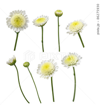 Set of white chrysanthemum (santini) flowers isolated Set of white chrysanthemum (santini) flowers isolated 86275930