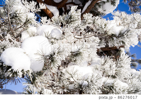 【樹氷】六厩の町中の小さな樹氷 86276017