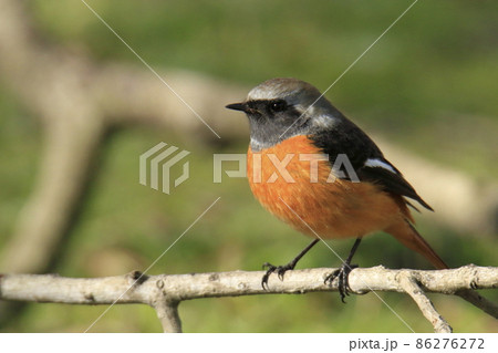 大牟田市　三池港　ジョウビタキ、 86276272
