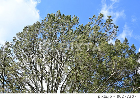 日本庭園・相楽園の白松（シロマツ） 86277207