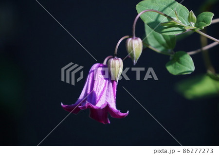 紫のお花 紫のお花 86277273