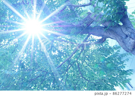 森の中の木漏れ日 森の中の木漏れ日 86277274