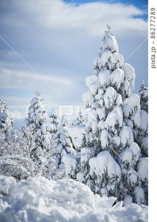 樹氷 86277289
