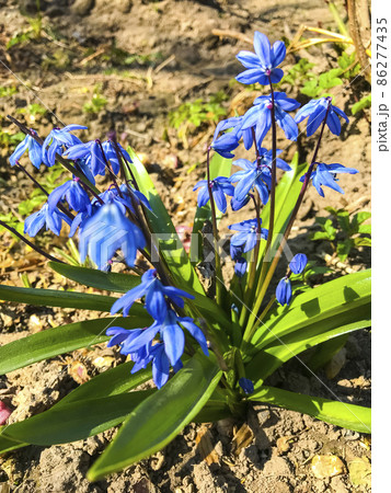 The first blue spring flowers on dry ground. The first blue spring flowers on dry ground. 86277435