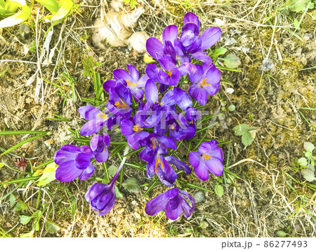 Purple spring flowers on old dry grass, ground. Purple spring flowers on old dry grass, ground. 86277493
