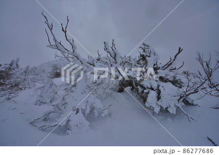 冬の苗場山頂付近の霧氷 86277686