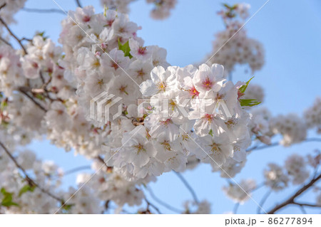 桜の花 桜の花 86277894