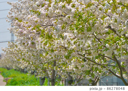 鴨川堤防上に900m続く品種「シロタエ」の桜並木を勧進橋付近にて 86278048