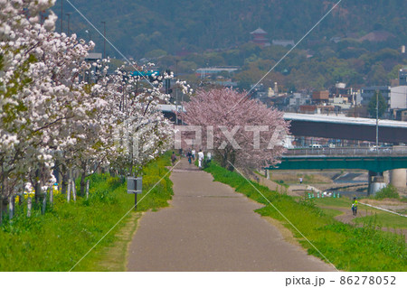 白い八重咲きの桜「シロタエ」の桜並木は初めて見かけました 白い八重咲きの桜「シロタエ」の桜並木は初めて見かけました 86278052