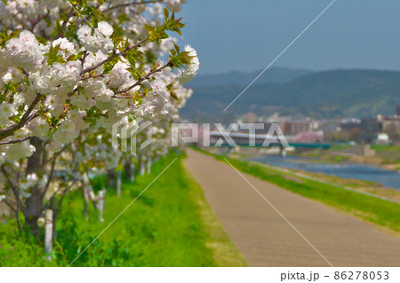 白い八重咲きの桜「シロタエ」と鴨川と 86278053