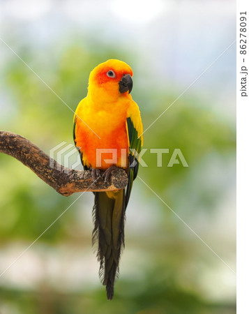 コガネメキシコインコの全身 コガネメキシコインコの全身 86278091