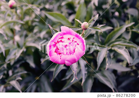 Beautiful spring peony flowers in the summer garden Beautiful spring peony flowers in the summer garden 86278200