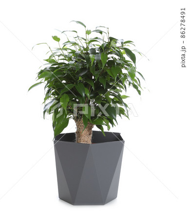 Pot with Ficus benjamina plant isolated on white. Home decor 86278491