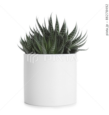 Pot with Haworthia plant isolated on white. Home decor 86278492