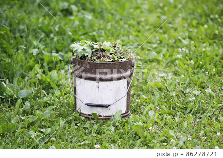 Weeds in metal bucket in kitchen garden. 86278721