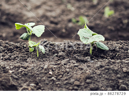 Weeding in kitchen garden. Young vegetables Weeding in kitchen garden. Young vegetables 86278729