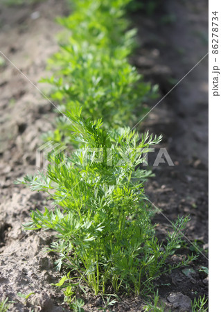 Carrots growing in garden Carrots growing in garden 86278734