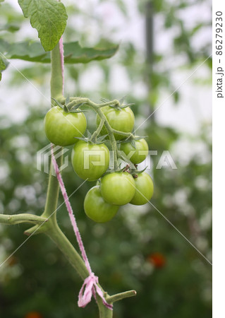 Unripe tomatoes in the greenhouse. Unripe tomatoes in the greenhouse. 86279230