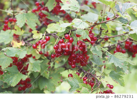Bush of red currant in a garden. Bush of red currant in a garden. 86279231