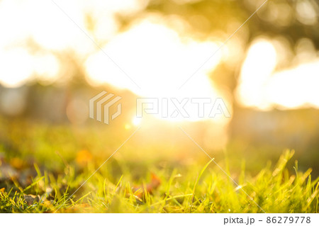 Fallen leaves on green grass in park. Bokeh effect Fallen leaves on green grass in park. Bokeh effect 86279778