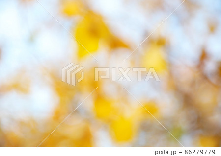 Blurred view of autumn foliage outdoors. Bokeh effect Blurred view of autumn foliage outdoors. Bokeh effect 86279779