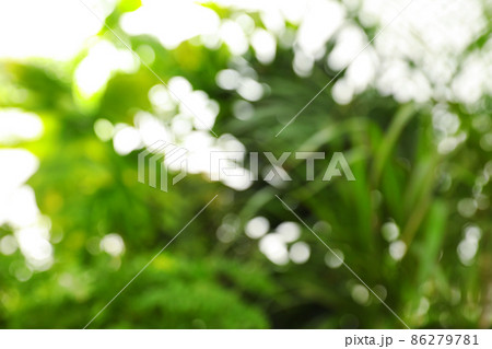 Blurred view of green plants as background, bokeh effect Blurred view of green plants as background, bokeh effect 86279781