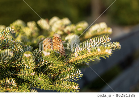 Cones on a green conifer tree, natural cones Cones on a green conifer tree, natural cones 86281338