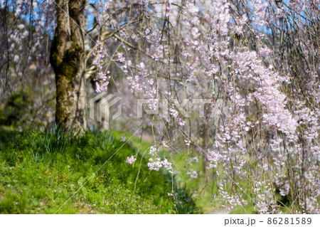 緑の草と枝垂れ桜 86281589