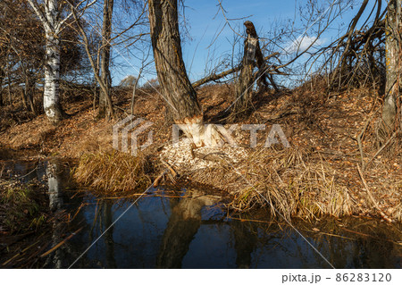 Beavers nibbled the trunk of a tree. Beavers nibbled the trunk of a tree. 86283120