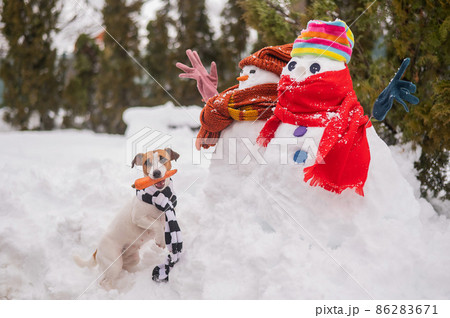 Jack Russell Terrier dog holding a carrot in his mouth for a snowman. Jack Russell Terrier dog holding a carrot in his mouth for a snowman. 86283671
