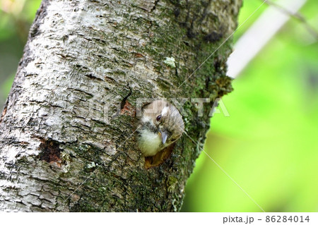 巣穴から顔を出すコゲラ 86284014