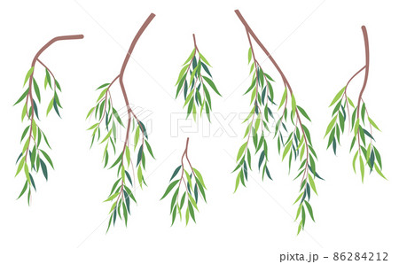 Simple Green Weeping Willow Branches. 86284212