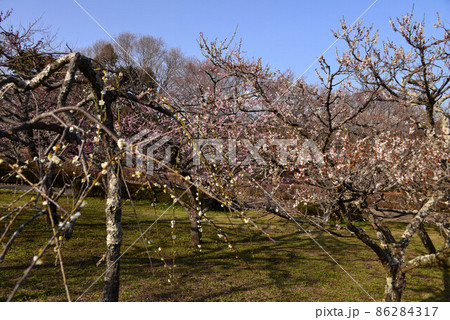富士　岩本山公園の梅 86284317