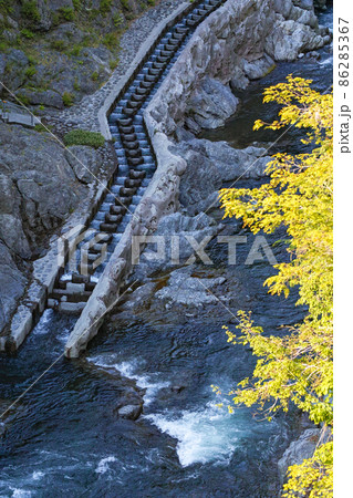 東京都/ 新緑の白丸魚道・白丸調整池（白丸ダム） 86285367