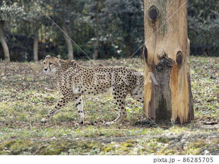 多摩動物公園の木影からチーター 86285705