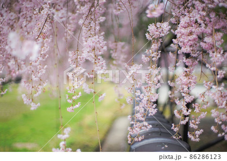 塀瓦と枝垂れ桜 86286123