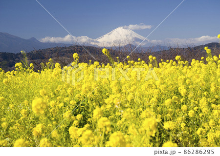 早春の便り 86286295