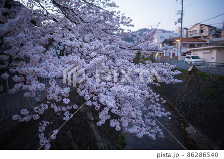 川沿いの桜 86286540