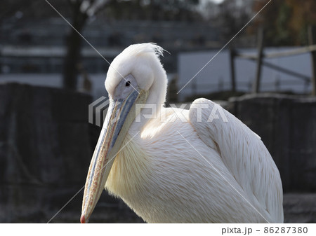 多摩動物公園のペリカン 86287380