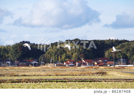 白鳥が飛来する田園の風景 ... 島根県 安来市 白鳥が飛来する田園の風景 ... 島根県 安来市 86287408
